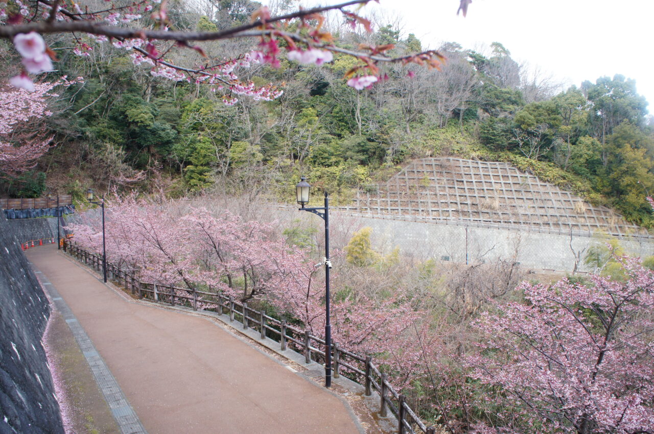 さくらの名所散策路(熱海市)